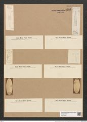 Rhaphoneis lancettula Grun. (de-Toni-Nr.: Genus 78, Species 2839) Zeichnungen Sammlung Grunow Nr. 5797 (NHMW-BOT-W0374205)